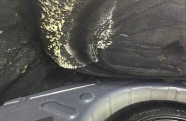 Плесень в салоне автомобиля